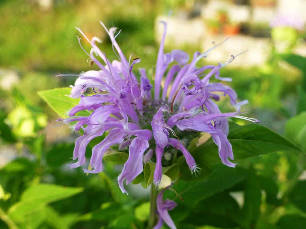Monarda fistulosa photo